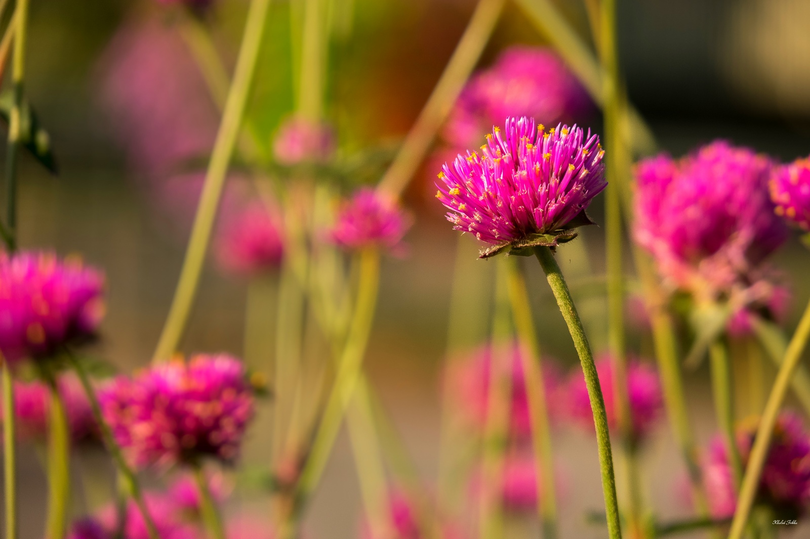 Khaledfrikha photographe paysage nancy lorraine massifs fleurs villers  (18)029